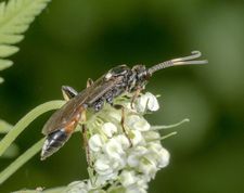 Snyltehveps ichneumon suspiciosus
